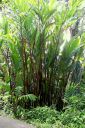 Hawaii2007-0751.jpg