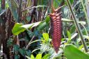 Hawaii2007-0753.jpg