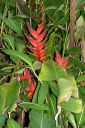 Hawaii2007-0767.jpg