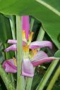Hawaii2007-0769.jpg