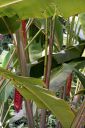 Hawaii2007-0771.jpg