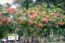 Hawaii2007-0783.jpg