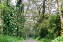 BigIsland-287.jpg