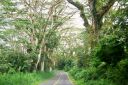 BigIsland-288.jpg