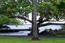 BigIsland-341.jpg
