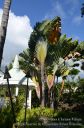Hawaii-576.jpg