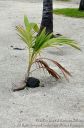 Hawaii2015-172.jpg