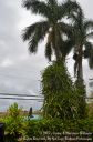 Hawaii2015-312.jpg