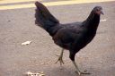 Hawaii2007-0550.jpg