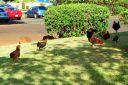 Hawaii2007-0581.jpg