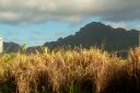 Hawaii2007-0585.jpg