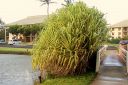 Hawaii2007-0599.jpg