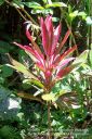 Kauai-152.jpg