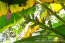 Kauai-155.jpg