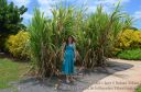 Kauai-248.jpg