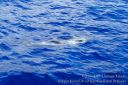 Kauai-428.jpg