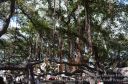 Maui-273.jpg