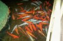 Hawaii2007-0233.jpg