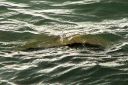 Hawaii2007-0342.jpg