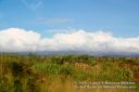 Oahu-131.jpg