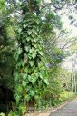 Oahu-159.jpg