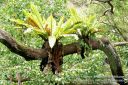 Oahu-160.jpg
