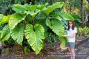 Filename=Oahu-184.jpg
Filesize=292KiB
Dimensions=800x534
Date added=Jun 01, 2012 Oahu-184.jpg
