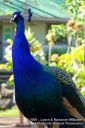 Oahu-186.jpg