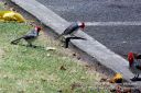 Oahu-233.jpg