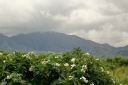 Oahu-432.jpg