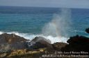Oahu2015-121.jpg