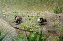 2008-05_Biltmore_Estate_089.jpg