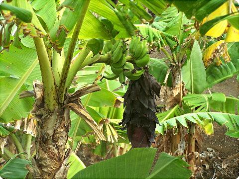 bananas