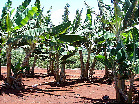 dolebanana