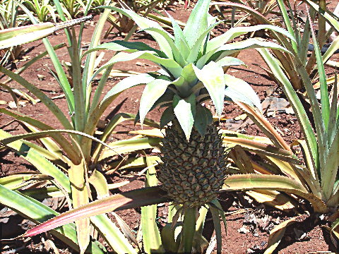 dolepineapple