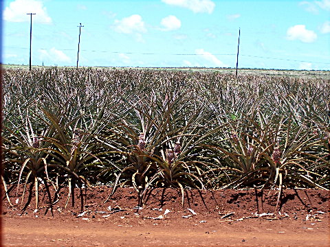dolepineapples