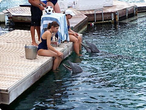 dolphin1