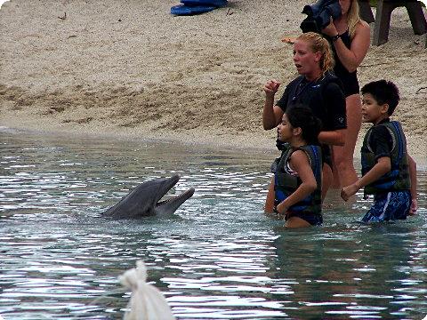 dolphin2
