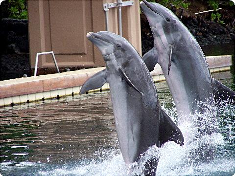 dolphin3