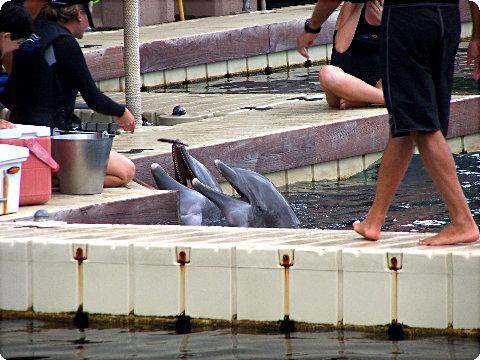 dolphin4