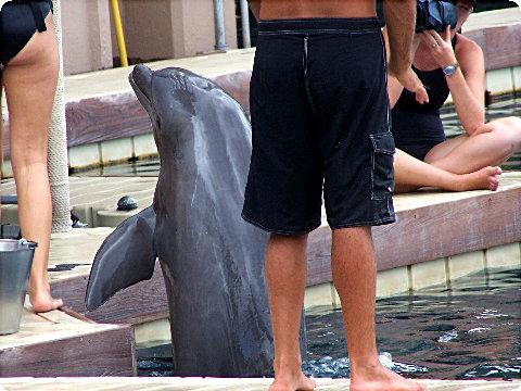 dolphin5