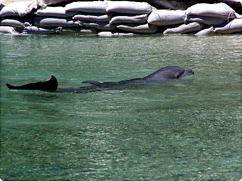 dolphins1