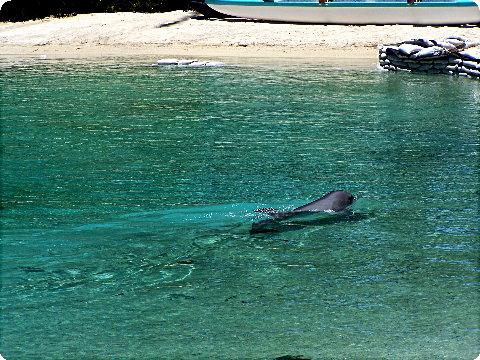 dolphins2