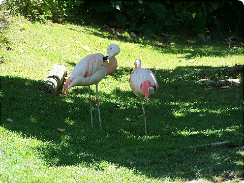 flamingos1