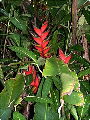 flora1