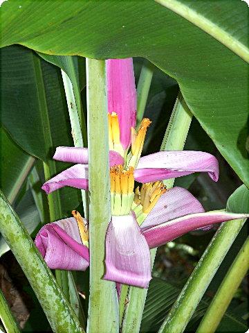 flora3