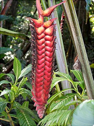 flora4