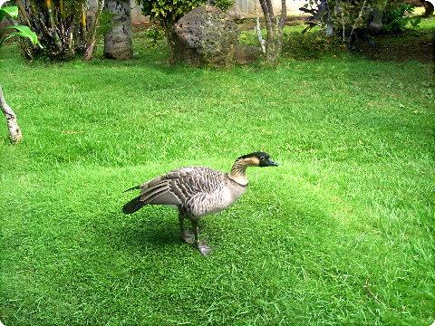 goose1