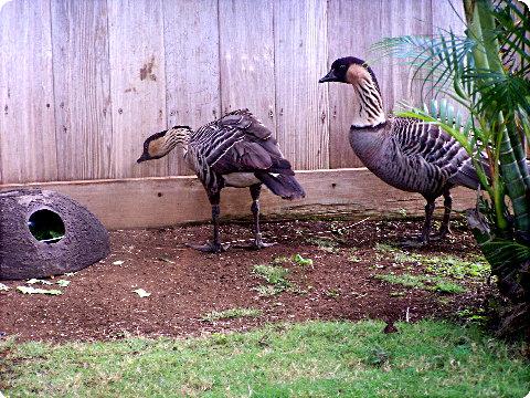 goose2