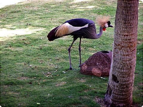 greycrane